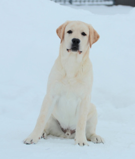 Zdjęcie №1. labrador retriever - na sprzedaż w Moskwa | Negocjowane | Zapowiedź №1758