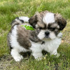 Zdjęcie №1. shih tzu - na sprzedaż w Iowa City | Bezpłatny | Zapowiedź №111385