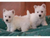 Zdjęcie №1. west highland white terrier - na sprzedaż w Афины | negocjowane | Zapowiedź №98645