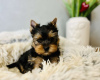 Zdjęcie №1. yorkshire terrier - na sprzedaż w Junkovac | 1465zł | Zapowiedź №75544