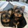 Zdjęcie №4. Sprzedam yorkshire terrier w Los Angeles. hodowca - cena - 1585zł