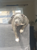 Dodatkowe zdjęcia: American Bully Puppies For Sale ABKC Delivery All Europe & Asia