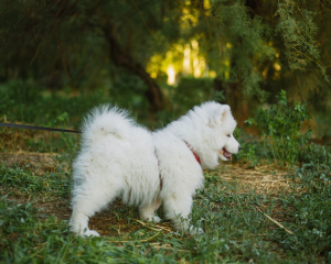 Zdjęcie №2 do zapowiedźy № 2983 na sprzedaż  samojed (rasa psa) - wkupić się Federacja Rosyjska od żłobka