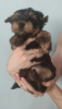 Zdjęcie №1. yorkshire terrier - na sprzedaż w Анталья | 1495zł | Zapowiedź №24039