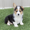 Zdjęcie №1. welsh corgi - na sprzedaż w Paryż | negocjowane | Zapowiedź №76029