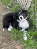 Zdjęcie №1. border collie - na sprzedaż w Los Angeles | Bezpłatny | Zapowiedź №40111