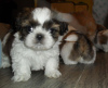 Zdjęcie №1. shih tzu - na sprzedaż w Berlin | 1339zł | Zapowiedź №90359