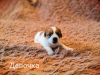 Zdjęcie №3. Szczenięta Jack Russell Terrier. Federacja Rosyjska