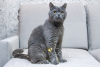 Dodatkowe zdjęcia: Młody kot brytyjski Oxford szuka domu