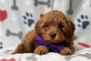 Zdjęcie №3. Piękne szczenięta Cavapoo Do bezpłatnej adopcji. Niemcy