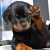 Zdjęcie №1. rottweiler - na sprzedaż w Helsinki | 2511zł | Zapowiedź №80564