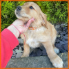 Zdjęcie №4. Sprzedam golden retriever w New Orleans. hodowca - cena - 1585zł