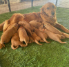 Zdjęcie №3. Samiec i samica Golden Retriever do adopcji. Niemcy