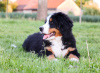 Zdjęcie №1. berneński pies pasterski - na sprzedaż w Różyna | 13080zł | Zapowiedź №19971