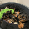 Dodatkowe zdjęcia: Dwa niedrogie szczenięta Yorkshire Terrier do adopcji