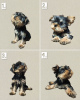 Zdjęcie №1. yorkshire terrier - na sprzedaż w Tbilisi | negocjowane | Zapowiedź №63800