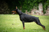 Zdjęcie №3. Doberman szczeniaki. Serbia