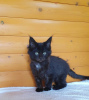 Zdjęcie №3. Czarny kociak Maine Coon z białym medalionem. Ukraina