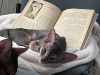 Dodatkowe zdjęcia: Kot abisyński niebieski