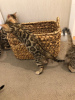 Zdjęcie №3. Süße Bengalkatzen-Kätzchen sind jetzt zur Adopcja verfügbar. Niemcy