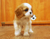 Zdjęcie №2 do zapowiedźy № 14095 na sprzedaż  cavalier king charles spaniel - wkupić się Ukraina od żłobka