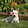 Zdjęcie №2 do zapowiedźy № 44772 na sprzedaż  west highland white terrier - wkupić się Niemcy 