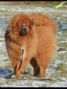 Dodatkowe zdjęcia: Mastif tybetański