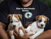 Dodatkowe zdjęcia: Amerykański Stafford Terrier szczenięta