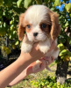 Zdjęcie №3. Cavalier King Charles Spaniel. Serbia