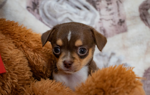 Dodatkowe zdjęcia: Hodowla Puppy Girl Chihuahua