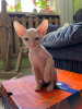 Zdjęcie №4. Sprzedam kot doński sfinks w Kazań. prywatne ogłoszenie - cena - negocjowane