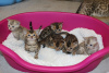 Dodatkowe zdjęcia: Zaszczepione koty bengalskie do adopcji do domów opieki