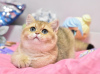 Dodatkowe zdjęcia: Wspaniały kotek brytyjski krótkowłosy w złotym kolorze szynszyli ny 11