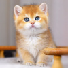 Zdjęcie №1. kot brytyjski krótkowłosy - na sprzedaż w Анталья | negocjowane | Zapowiedź № 88288