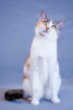 Zdjęcie №3. Trójkolorowa kotka Busya jest w dobrych rękach. Federacja Rosyjska