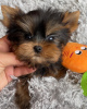 Zdjęcie №3. Mam do sprzedania uroczego szczeniaka rasy Yorkshire Terrier. Niemcy