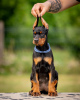 Zdjęcie №3. Doberman szczenięta. Serbia