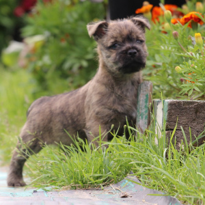 Zdjęcie №4. Sprzedam cairn terrier w Sewerodwinsk. od żłobka, hodowca - cena - Negocjowane