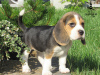 Zdjęcie №2 do zapowiedźy № 10834 na sprzedaż  beagle (rasa psa) - wkupić się Ukraina od żłobka