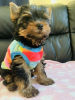 Zdjęcie №1. yorkshire terrier - na sprzedaż w Berlin | 1465zł | Zapowiedź №103527