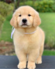 Zdjęcie №1. golden retriever - na sprzedaż w Praga | negocjowane | Zapowiedź №111566