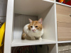 Dodatkowe zdjęcia: Urocza ruda kotka Bonechka szuka domu i kochającej rodziny!