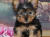 Zdjęcie №2 do zapowiedźy № 110093 na sprzedaż  yorkshire terrier - wkupić się USA 