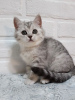 Zdjęcie №2 do zapowiedźy № 9493 na sprzedaż  kot brytyjski krótkowłosy - wkupić się Federacja Rosyjska od żłobka