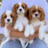 Zdjęcie №1. cavalier king charles spaniel - na sprzedaż w Kolonia | negocjowane | Zapowiedź №34204