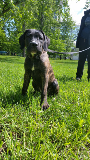 Dodatkowe zdjęcia: szczenięta cane corso