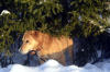 Zdjęcie №3. Pies Charlie. Federacja Rosyjska