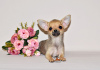 Zdjęcie №3. Śliczne sobolowe dziecko. Chłopiec Chihuahua.. Federacja Rosyjska