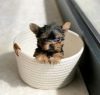 Zdjęcie №2 do zapowiedźy № 124093 na sprzedaż  yorkshire terrier - wkupić się USA prywatne ogłoszenie, hodowca