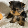 Dodatkowe zdjęcia: Sprzedam piękne szczenięta rasy Yorkshire Terrier